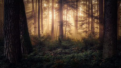 Stefan Huber, "Morgenstund hat Gold im Mund", 8. Platz Stefan Huber, "Morgenstund hat Gold im Mund", 8. Platz