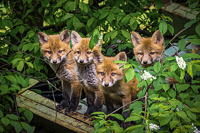 Hans Luttinger, "Neugierig" 3. Platz Hans Luttinger, "Neugierig" 3. Platz